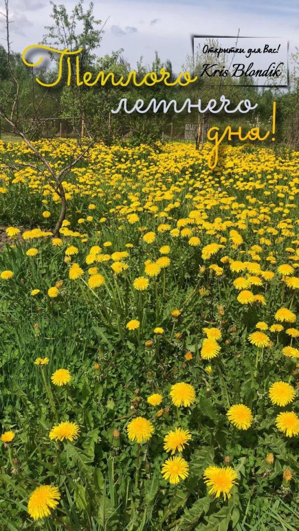 теплого летнего дня