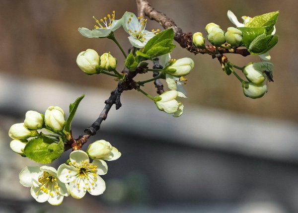 ветка сливы