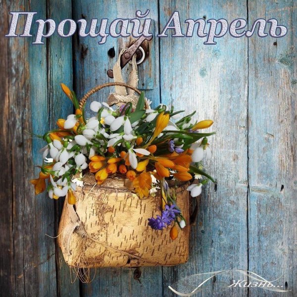 подснежники открытка