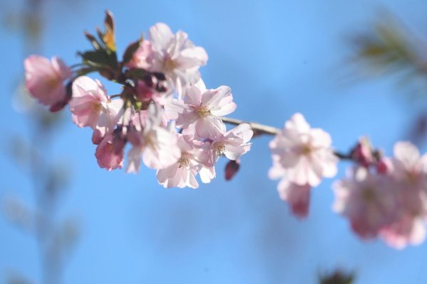 цветет сакура
