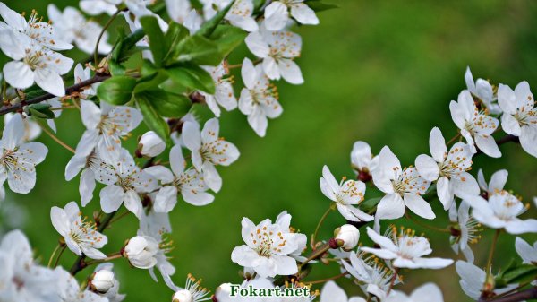 цветет яблоня