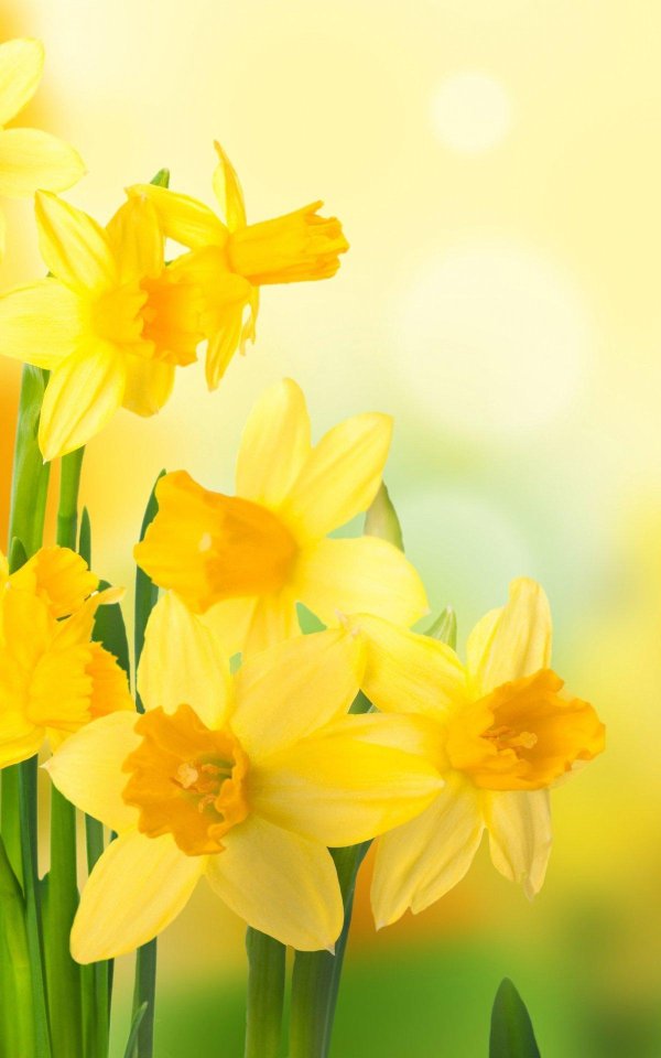 цветок нарцисс