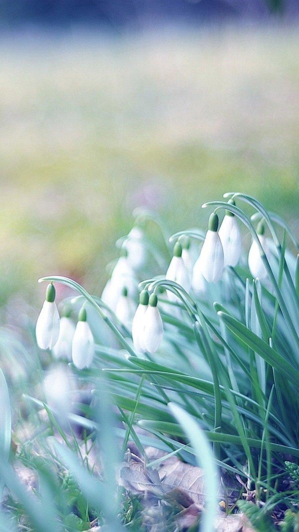первоцветы  подснежники ландыши