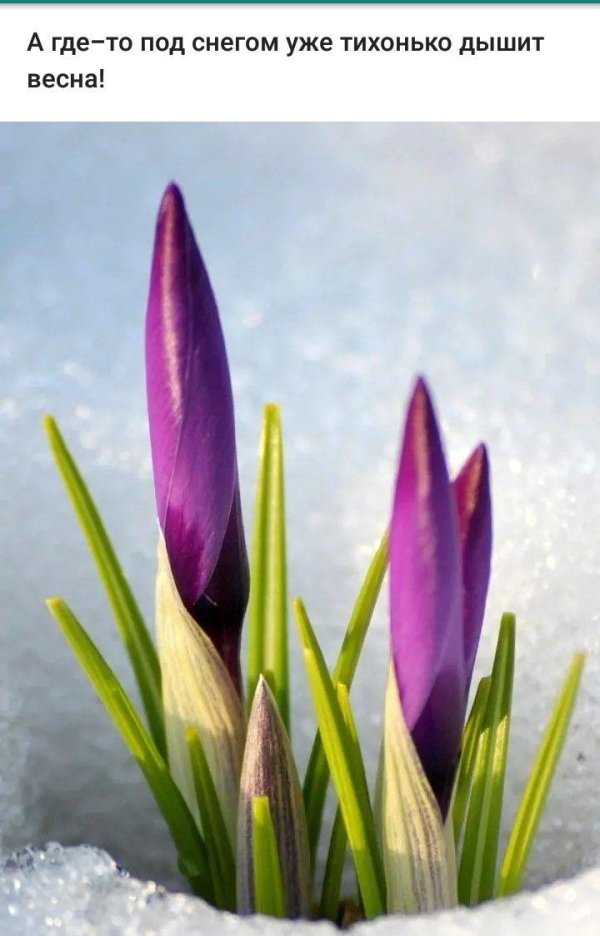 1 марта первый день весны