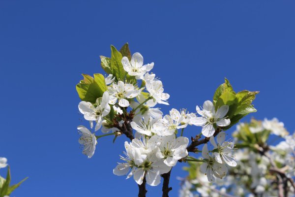 цветущие яблони