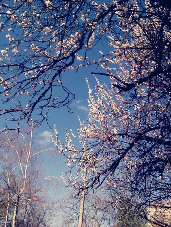 утро ранней весны