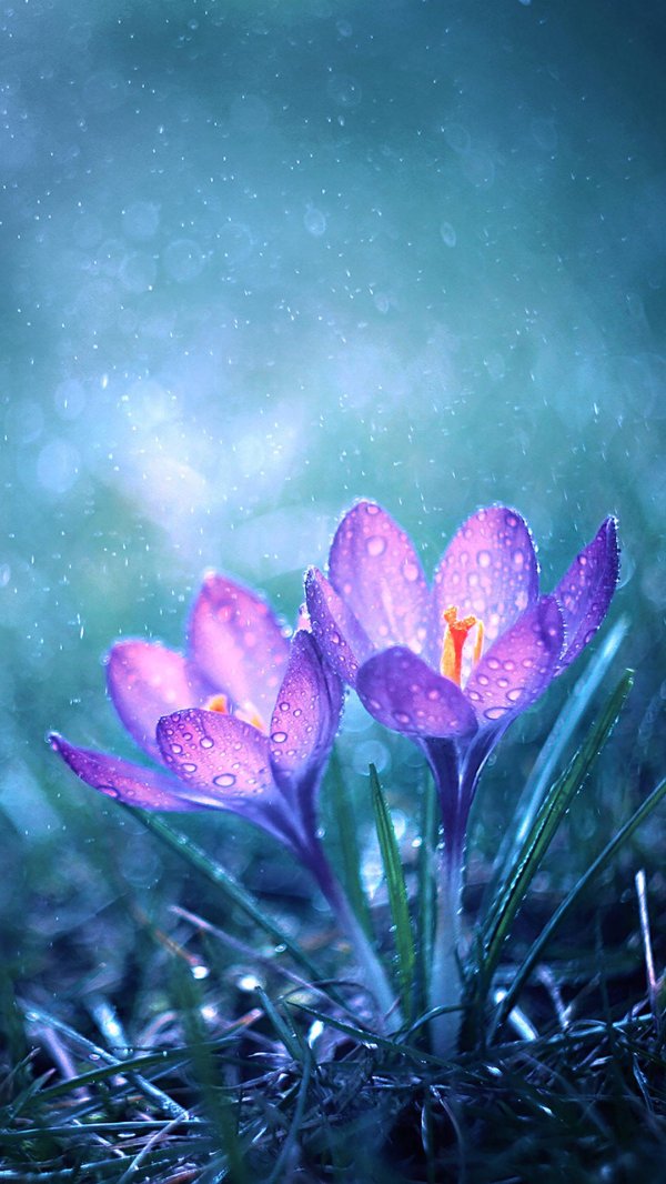 цветок крокус