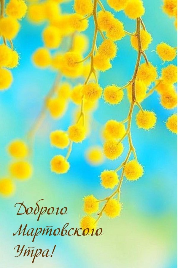 желтая мимоза