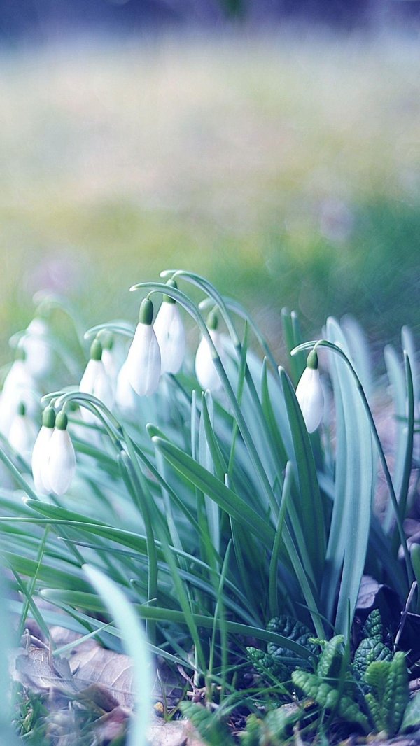 подснежники фон