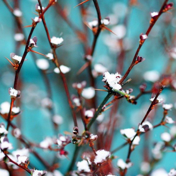 весенняя верба