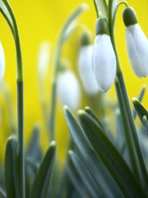 день подснежника