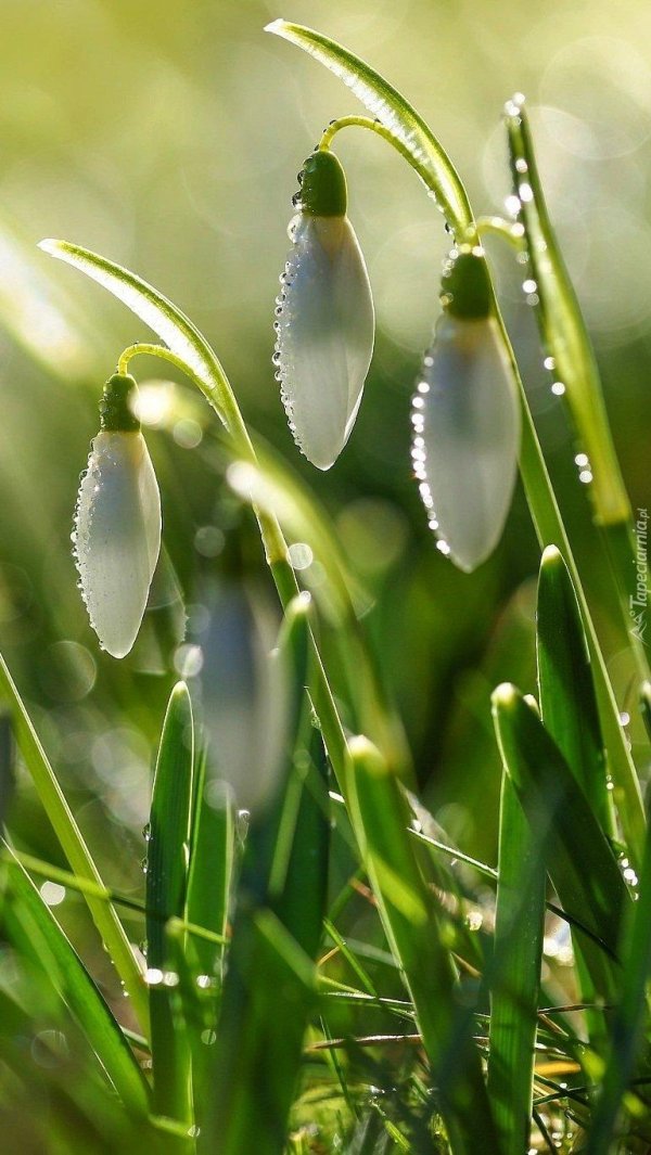 весенняя капель