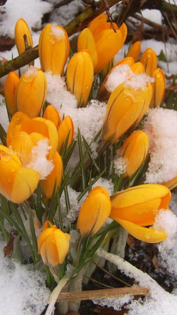 желтые первоцветы крокусы