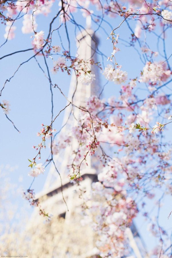 париж цветение сакуры