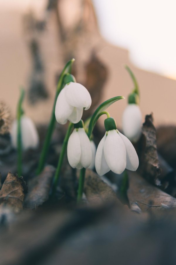 красивые подснежники