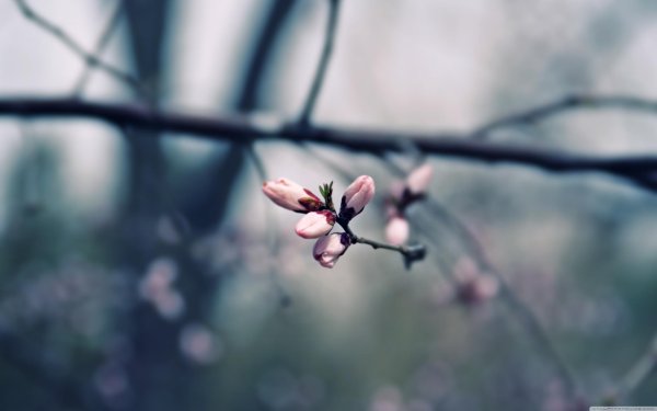 Весна март вертикальные