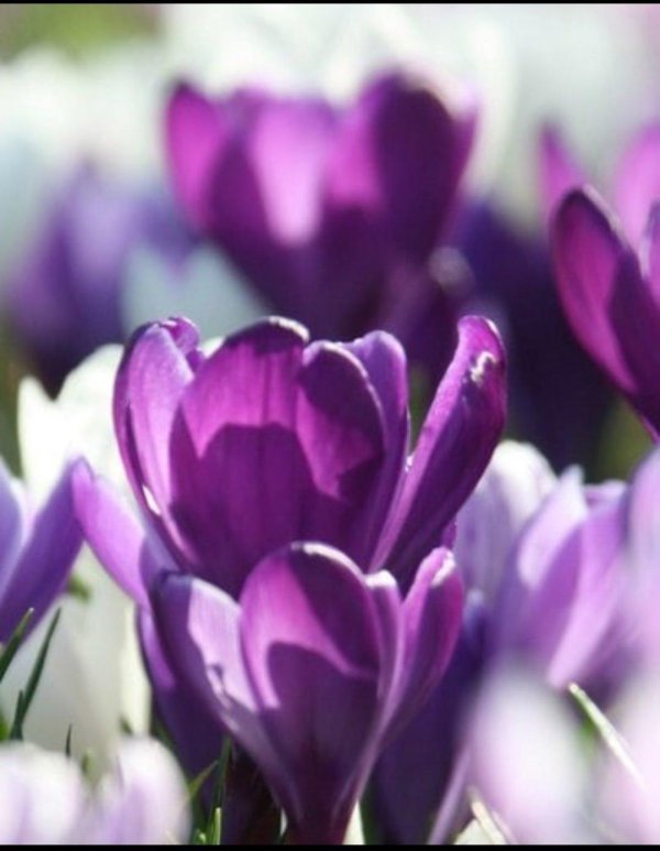 крокусы сиреневые