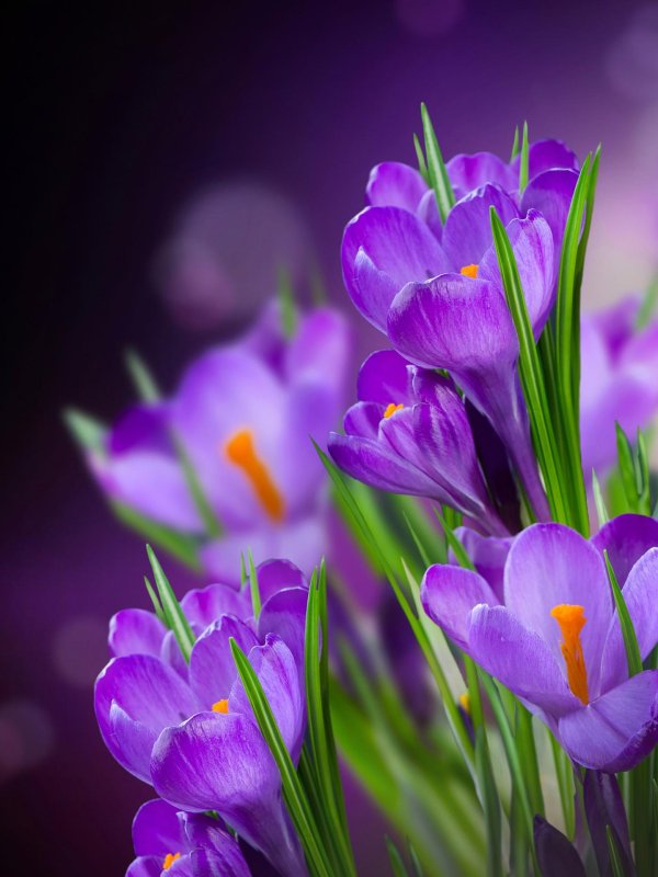 крокусы сиреневые