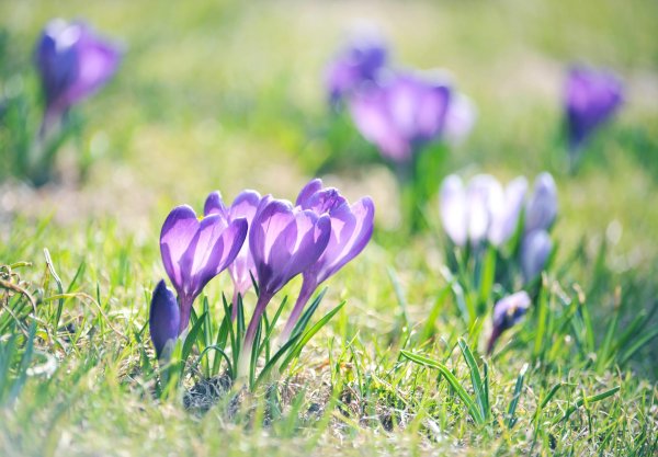 первоцветы крокусы