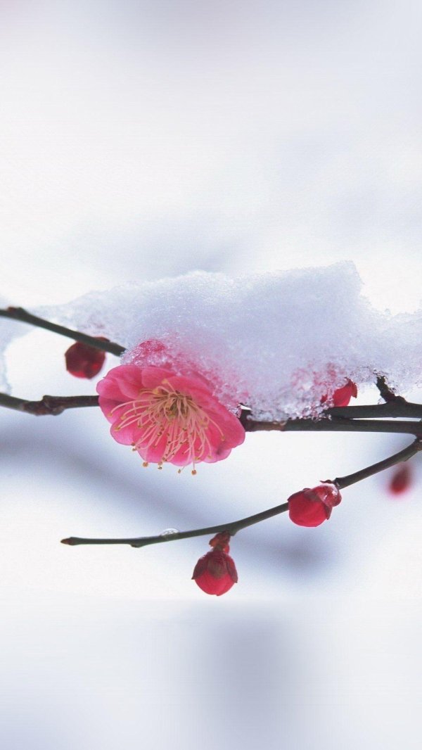 сакура в снегу