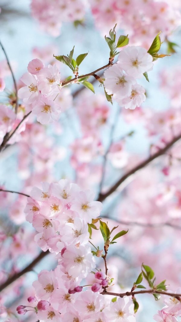 яблоня черри блоссом