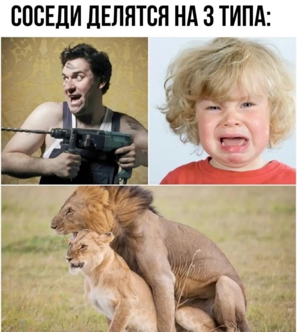 львы спариваются