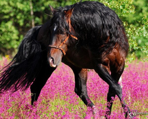 фризская гнедая