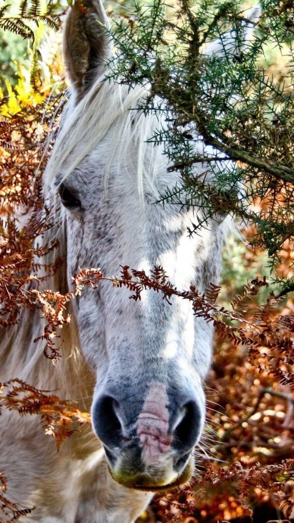 лошади осенью