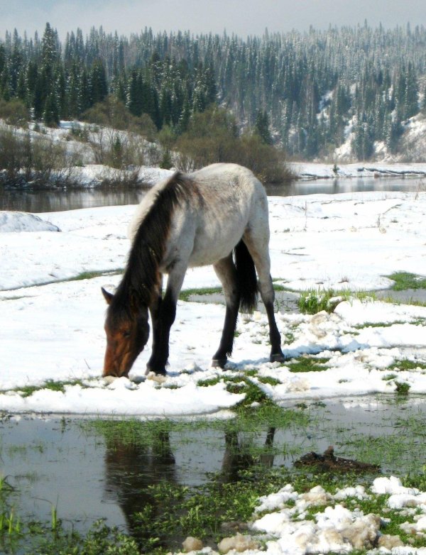 horses in snow