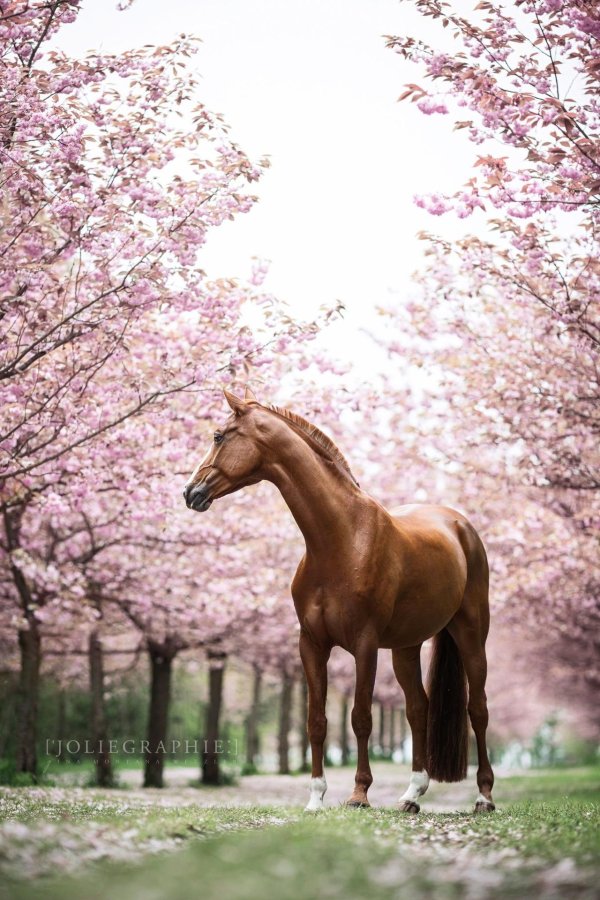 кони лошади