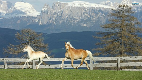 жеребенок хафлингер