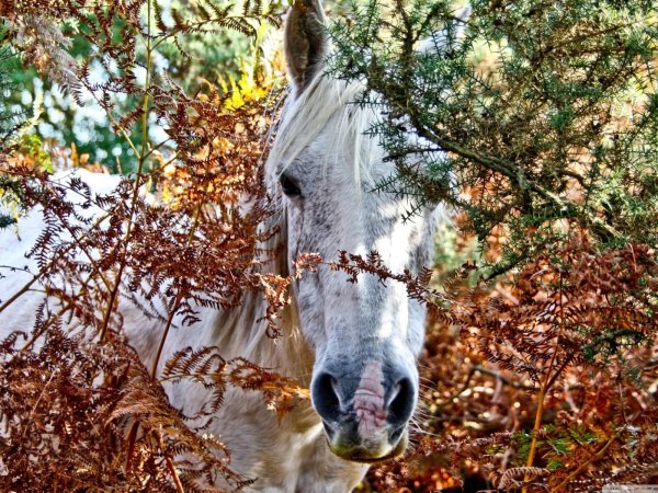 природа животные