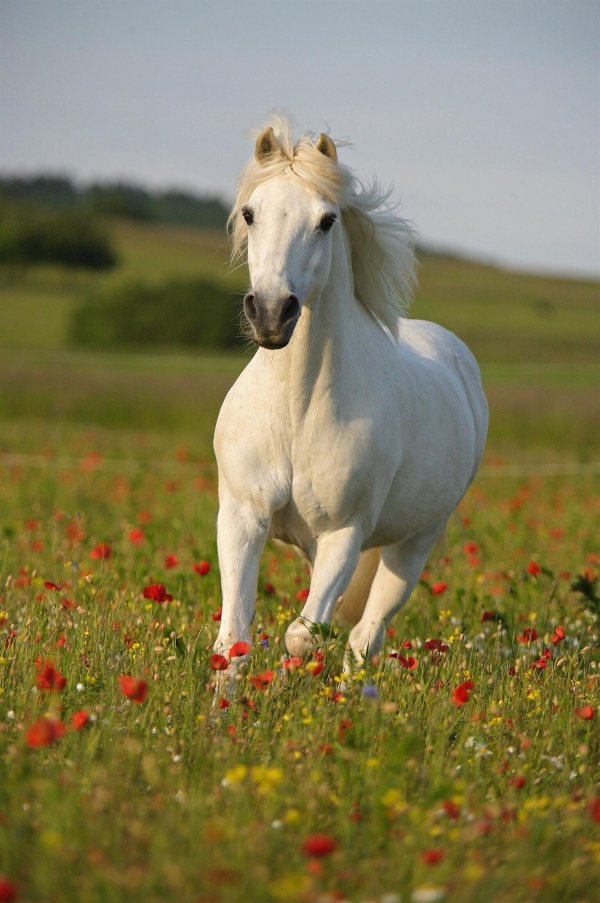 белые лошади лета