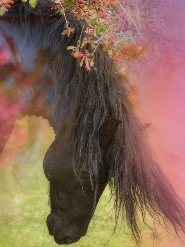 фризская порода лошадей