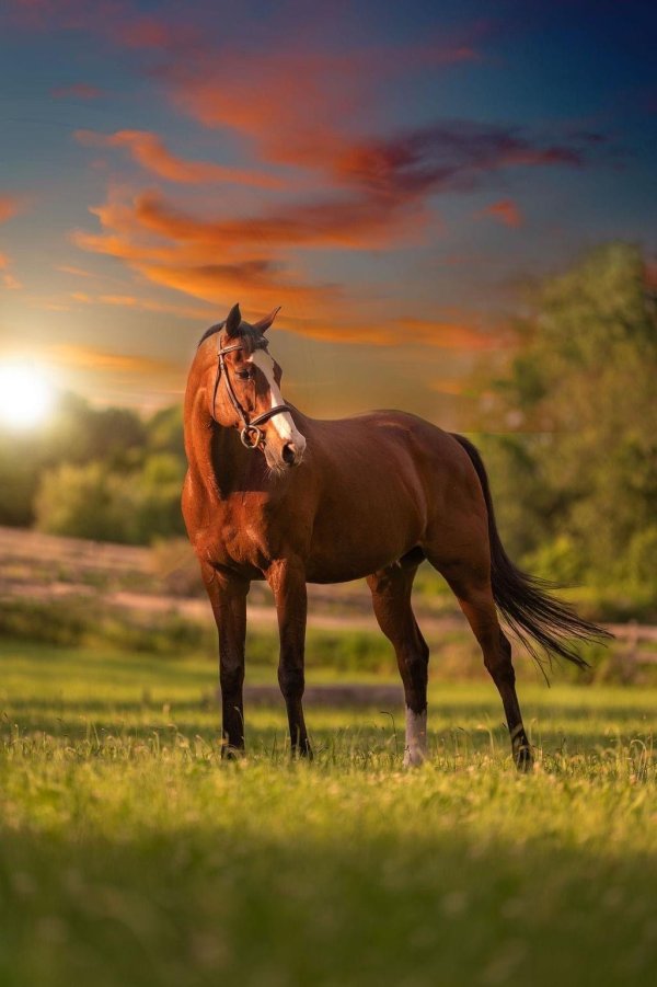 дикая лошадь