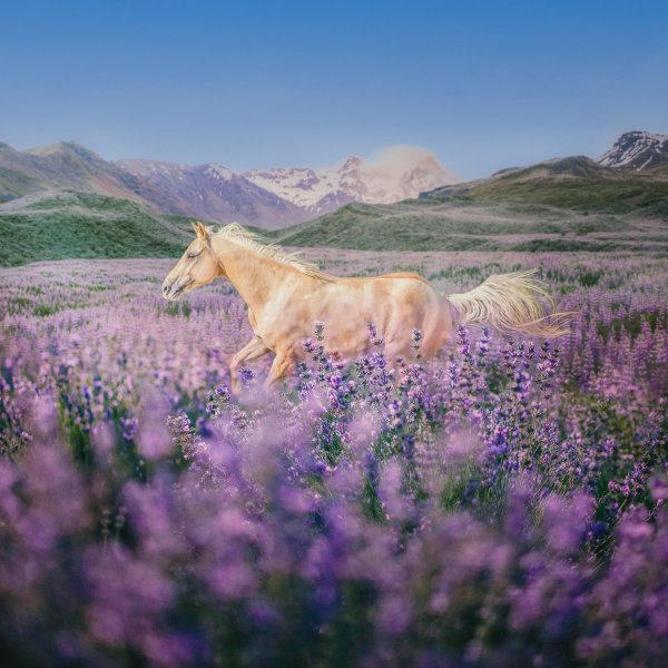 прекрасные лошади