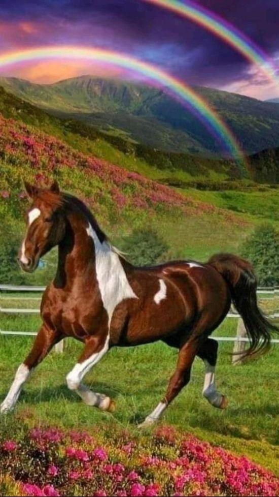 пегая масть лошади