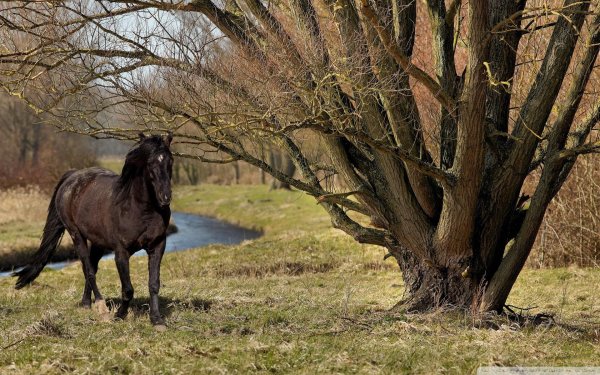 лошади на природе