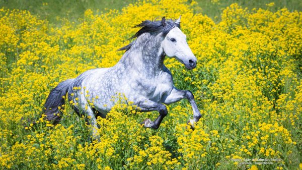 андалузская голубая