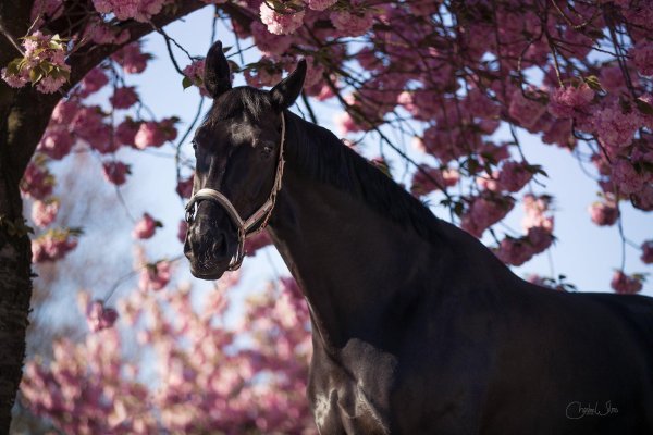 лошади красивые