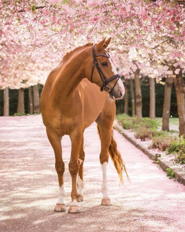 лошадка красивая