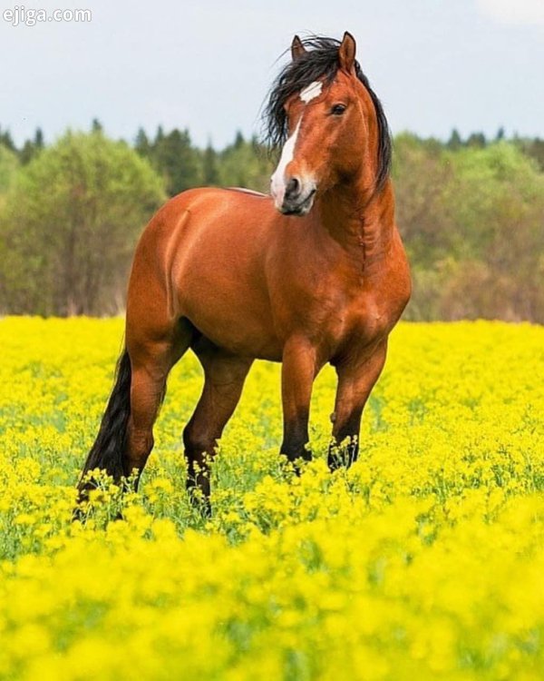 Весна и лошади