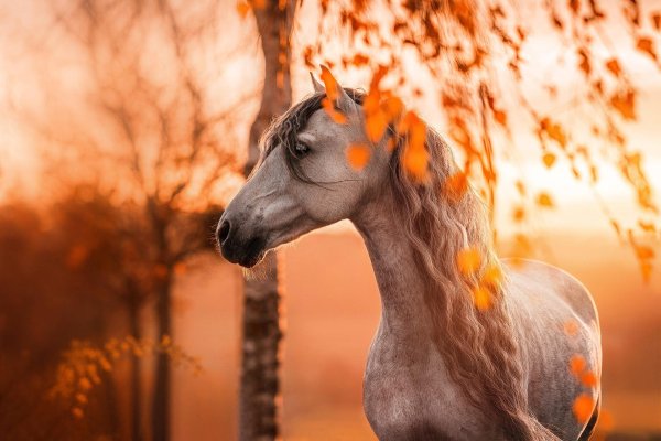 лошади на рассвете