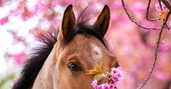 лошади весна