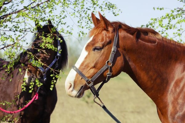 лошади весна
