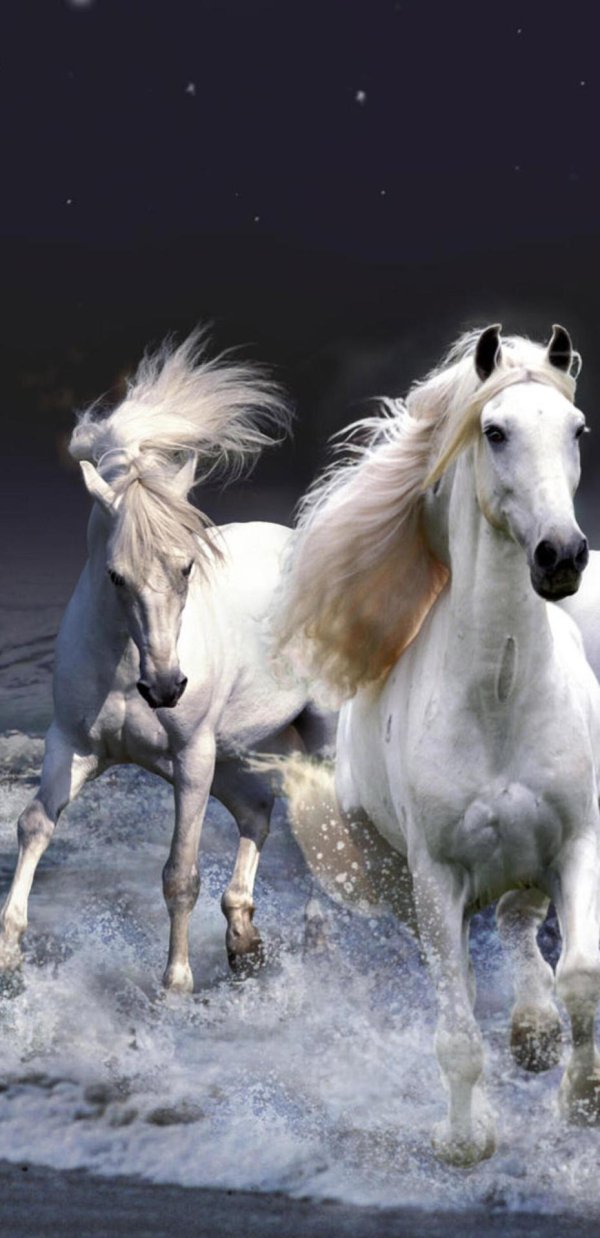 три белых коня