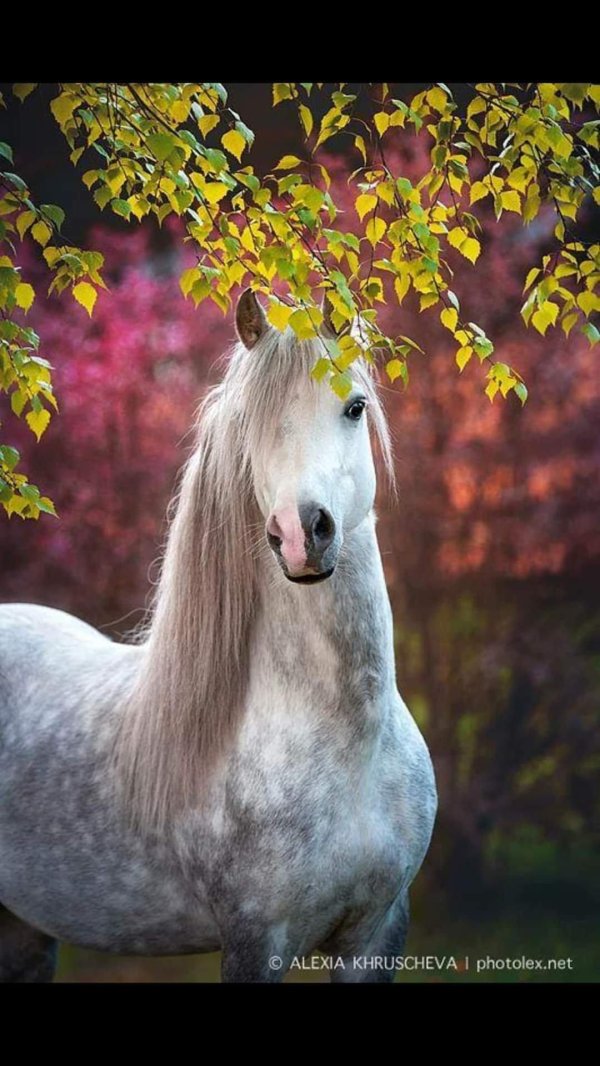 красивая лошадка