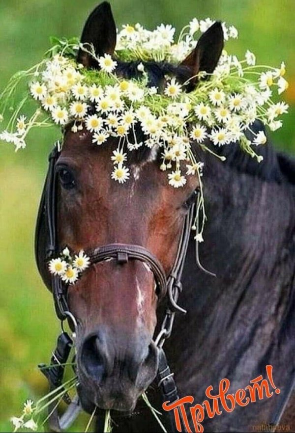 конь лошадь