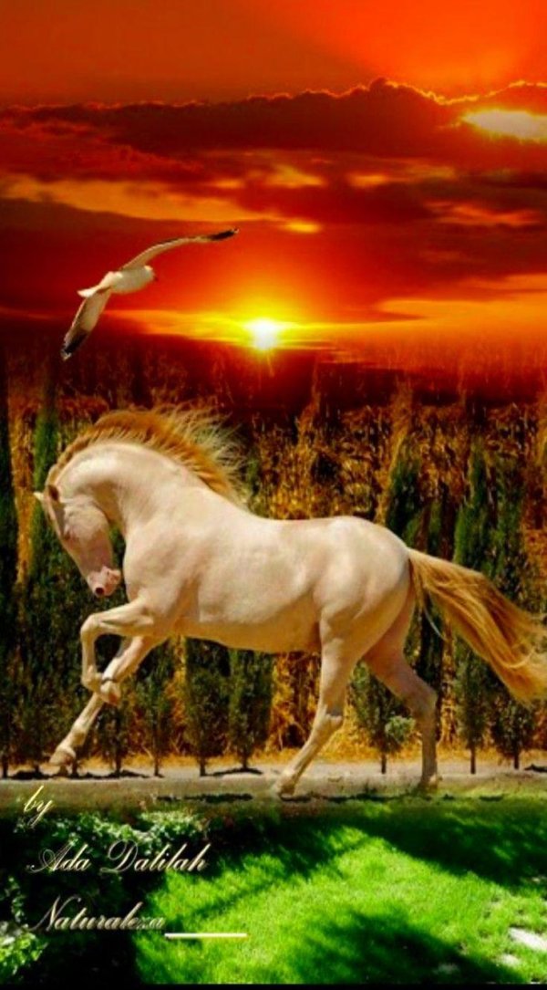 доброе утро с лошадьми