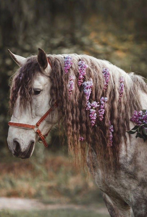 лошади красивые